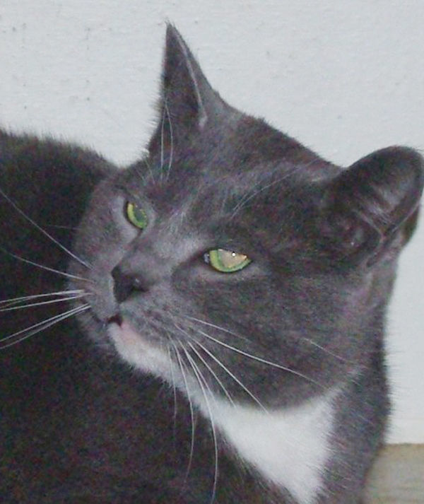 Pets of the Week: Oscar